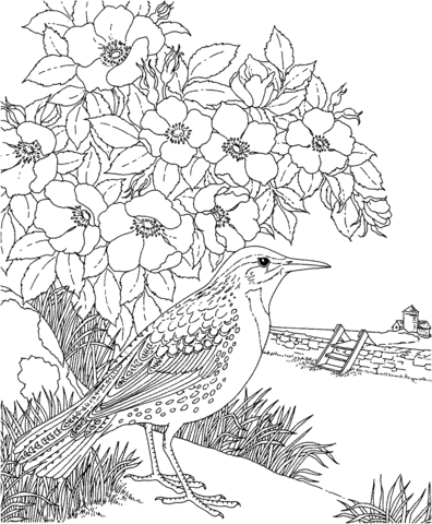 Meadowlark And Prairie Rose Dakota State Bird And Flower Coloring Page